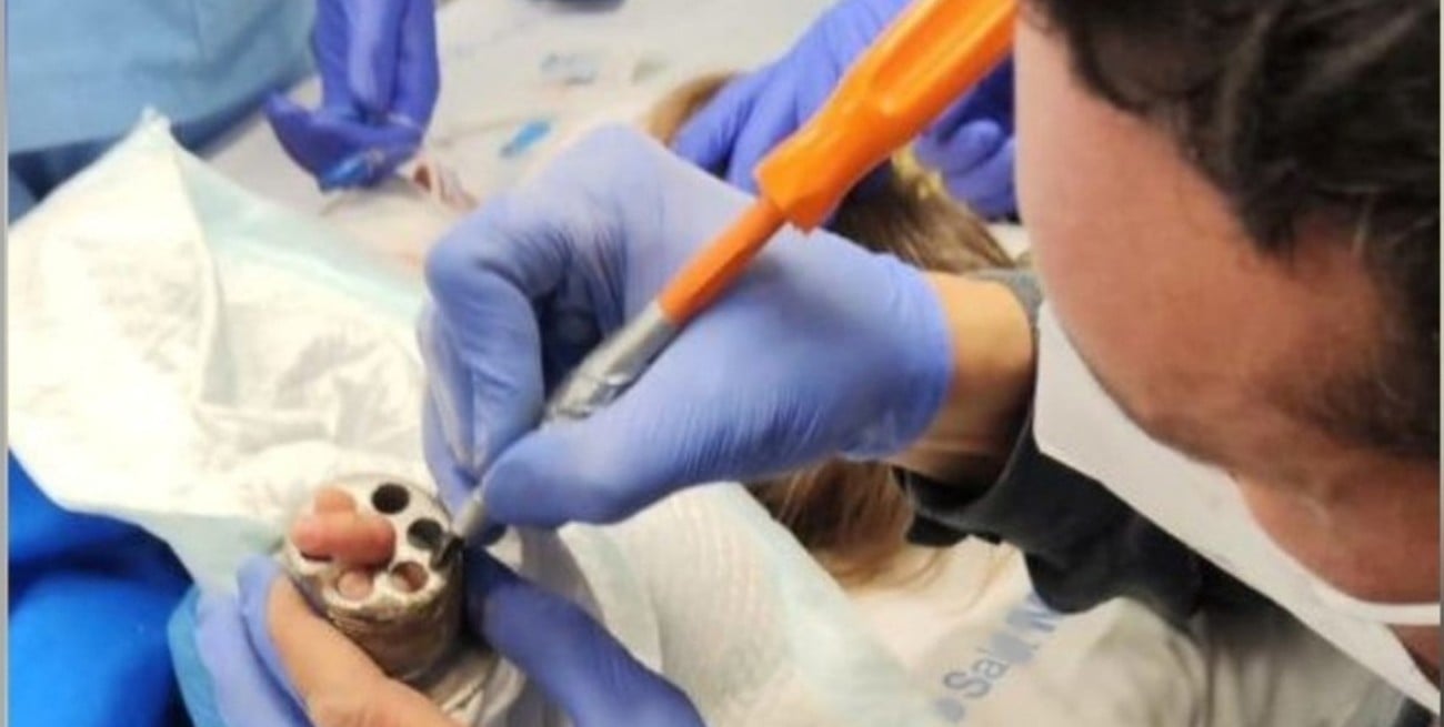 El peligro de meter la mano