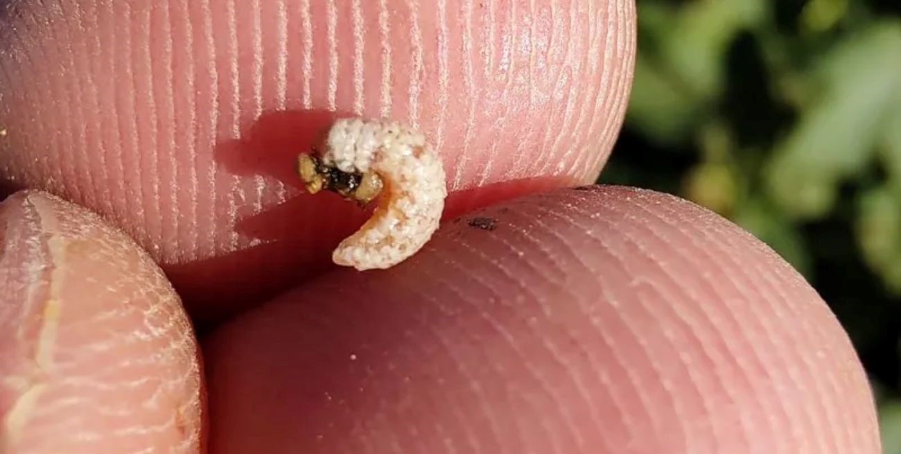 Reapareció el picudo en los algodones santafesinos