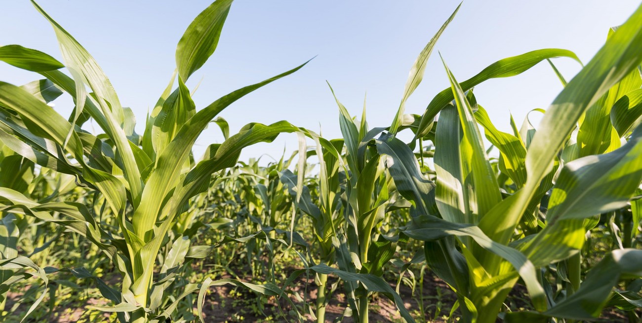 El millonario costo de "la chicharrita" en bolsillo de productores y del país