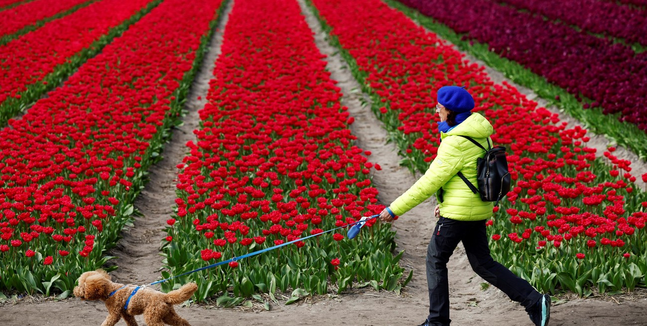 La primavera en Países Bajos despierta con un estallido floral