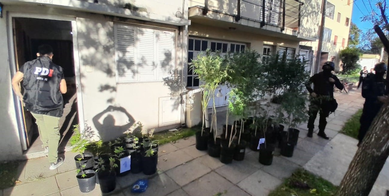 Además de ladrones... narcos: los fugitivos de la zona céntrica tenían un "vivero" con marihuana