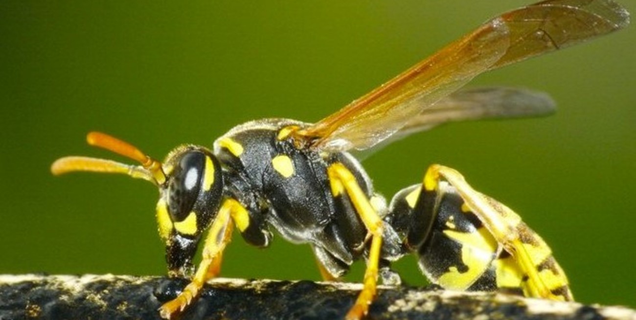 Rabiosas chaquetas amarillas