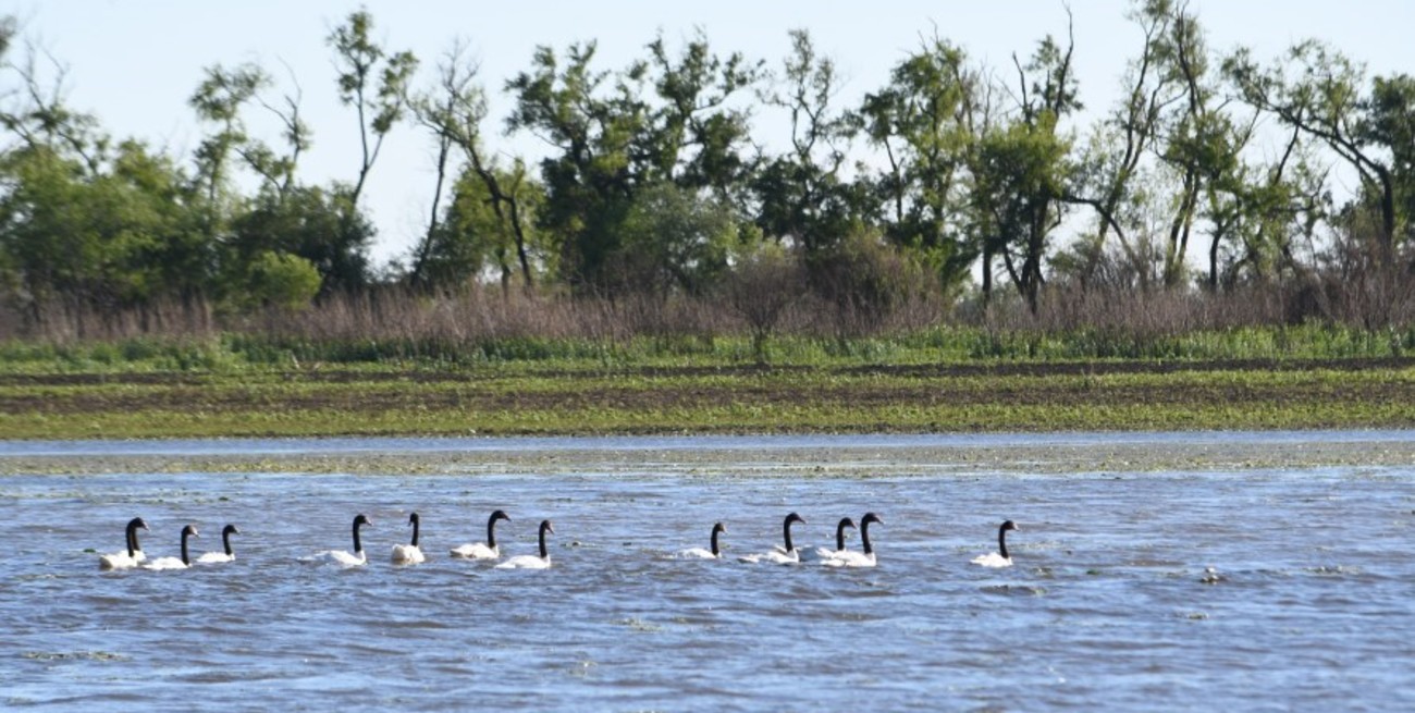 Encuesta: más del 95% nota extinción en la fauna de las islas entrerrianas