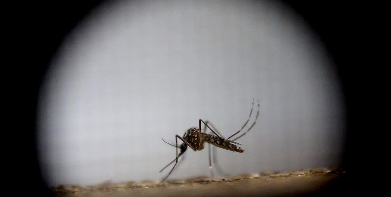 Con olores humanos como "cebos", crearon trampas para cazar al mosquito del dengue