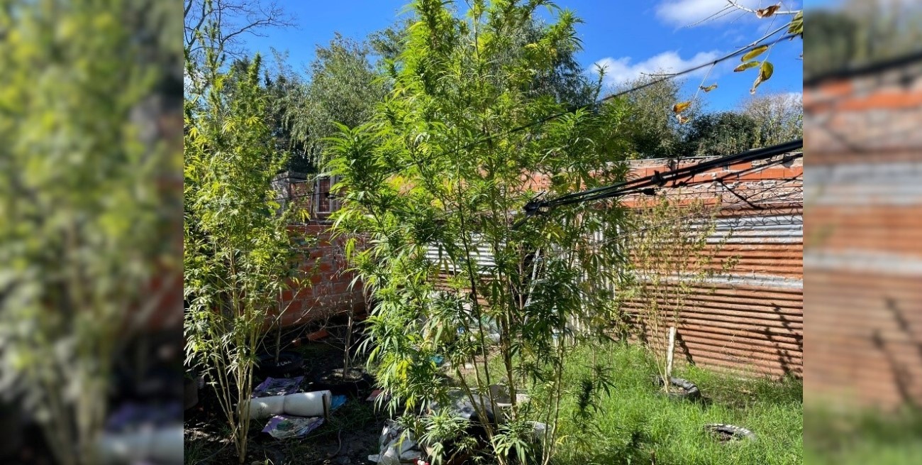 "Flores en giles": incautaron marihuana y cocaína en San Andrés de Giles