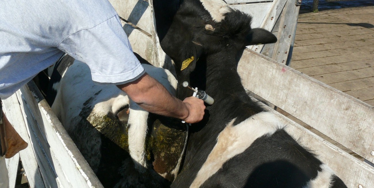 Bernardo Cané: "Brasil se tira a una pileta sin red"