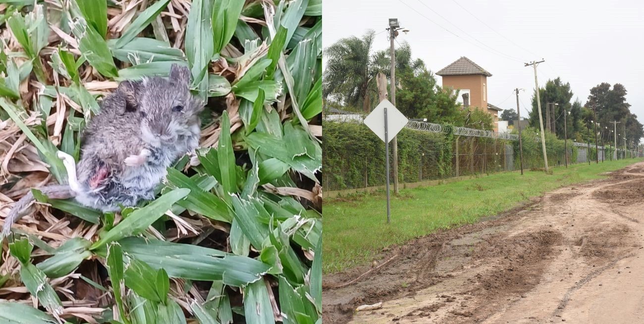 Una invasión de roedores preocupa a los vecinos de la zona de countries de Santo Tomé