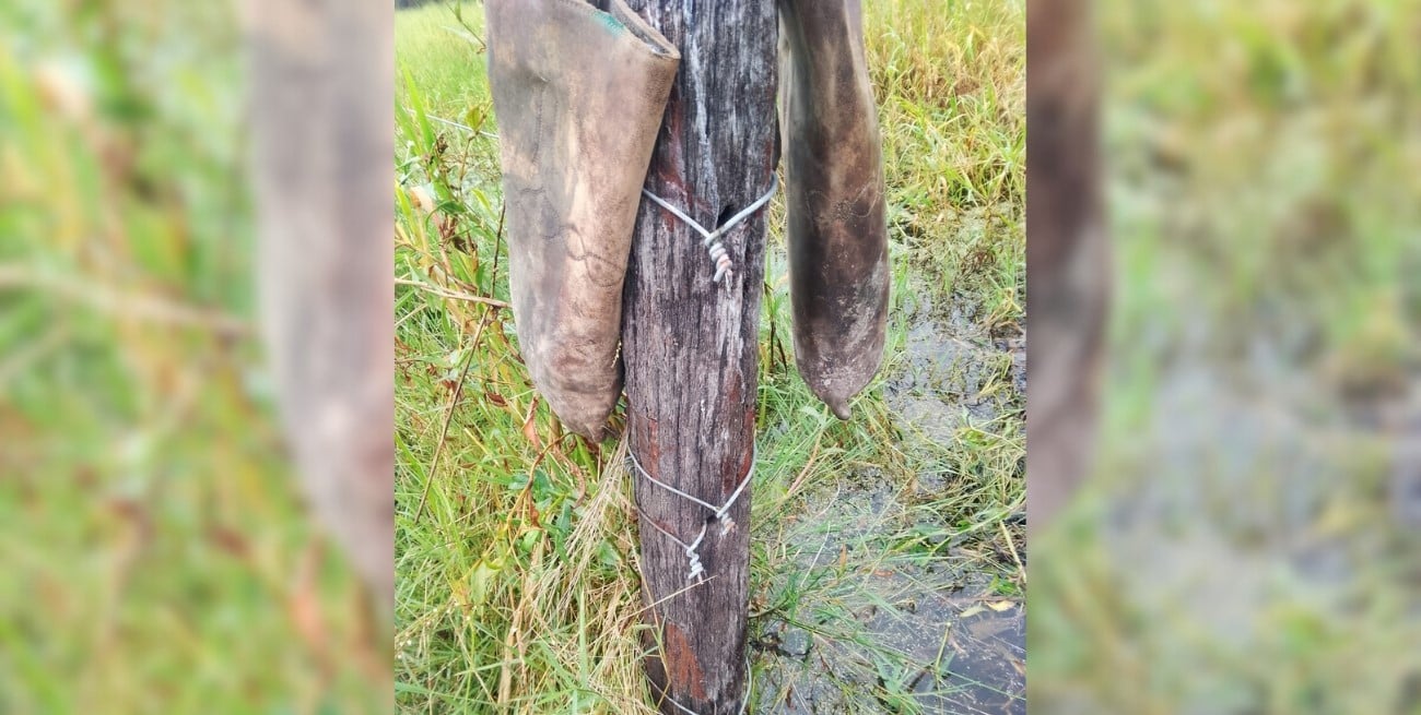 En Matilde: salvaje robo y faena de cinco vacunos 