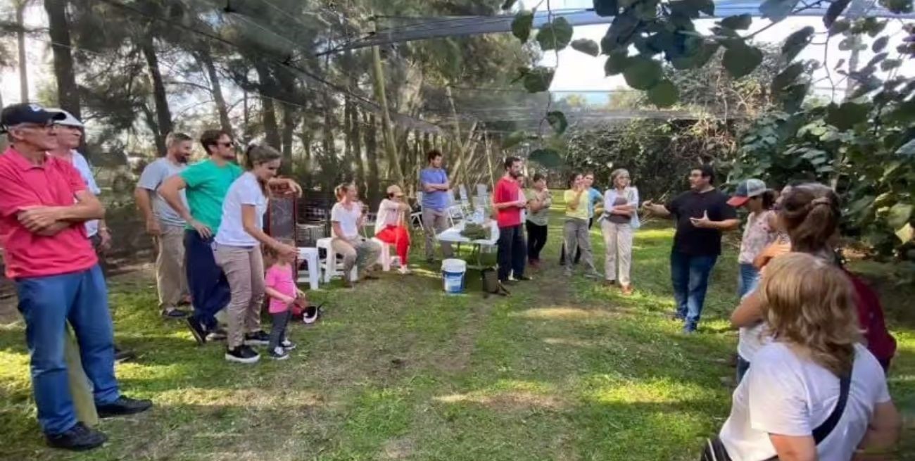 Un emprendimiento único en el sur santafesino: en San Eduardo se producen kiwis agroecológicos