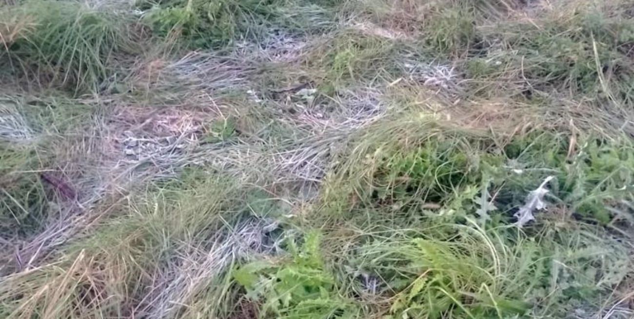 El campo sonríe con la primera helada: ayudaría con la cosecha y a controlar la chicharrita