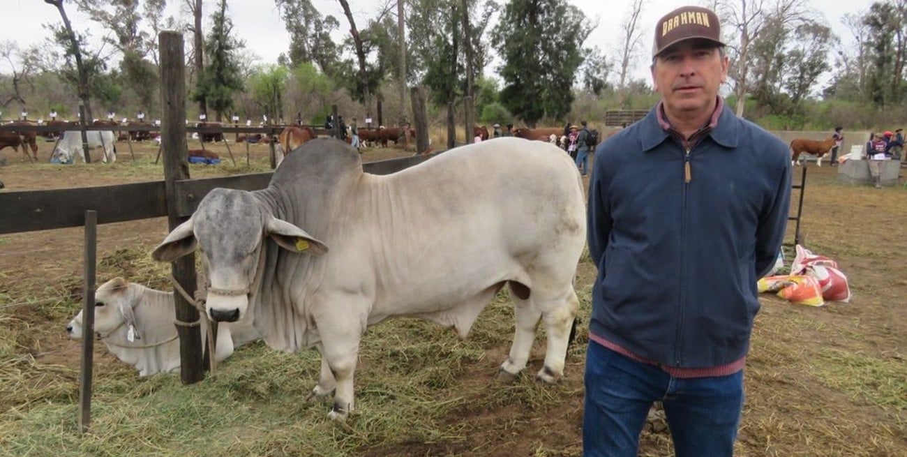 Brahman cumple 70 años en Argentina