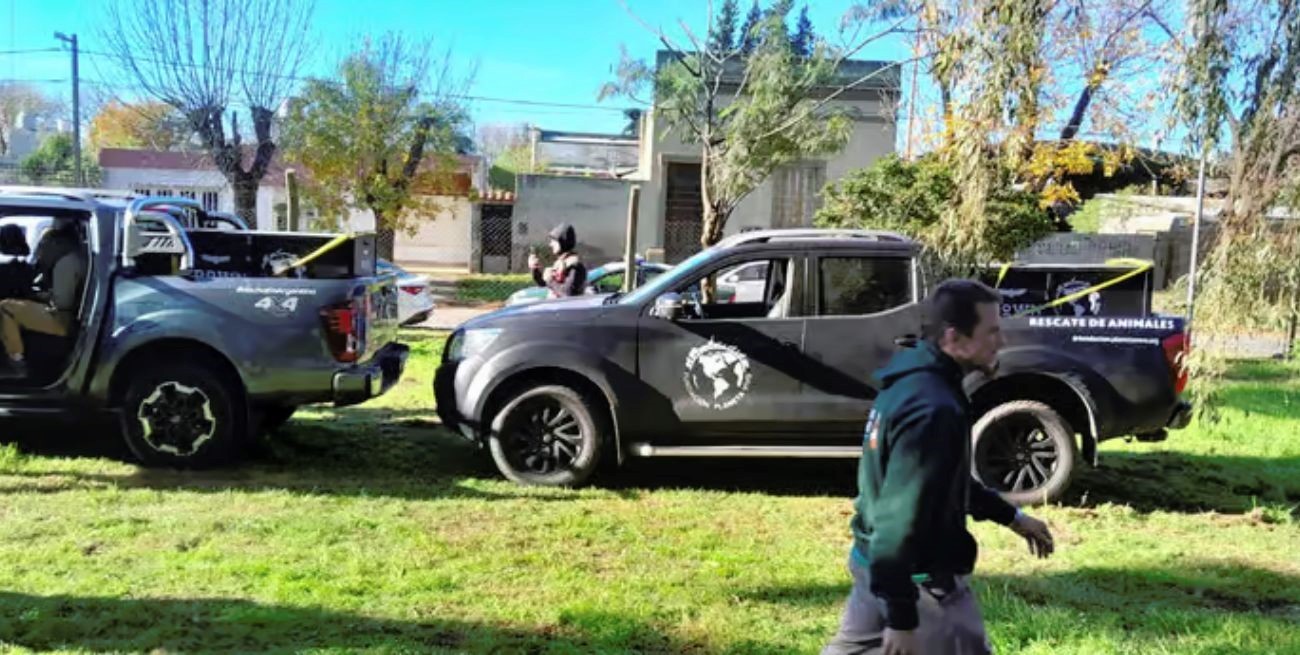 Video: trasladaron a Entre Ríos a los pumas que estaban en un ex zoo de Buenos Aires