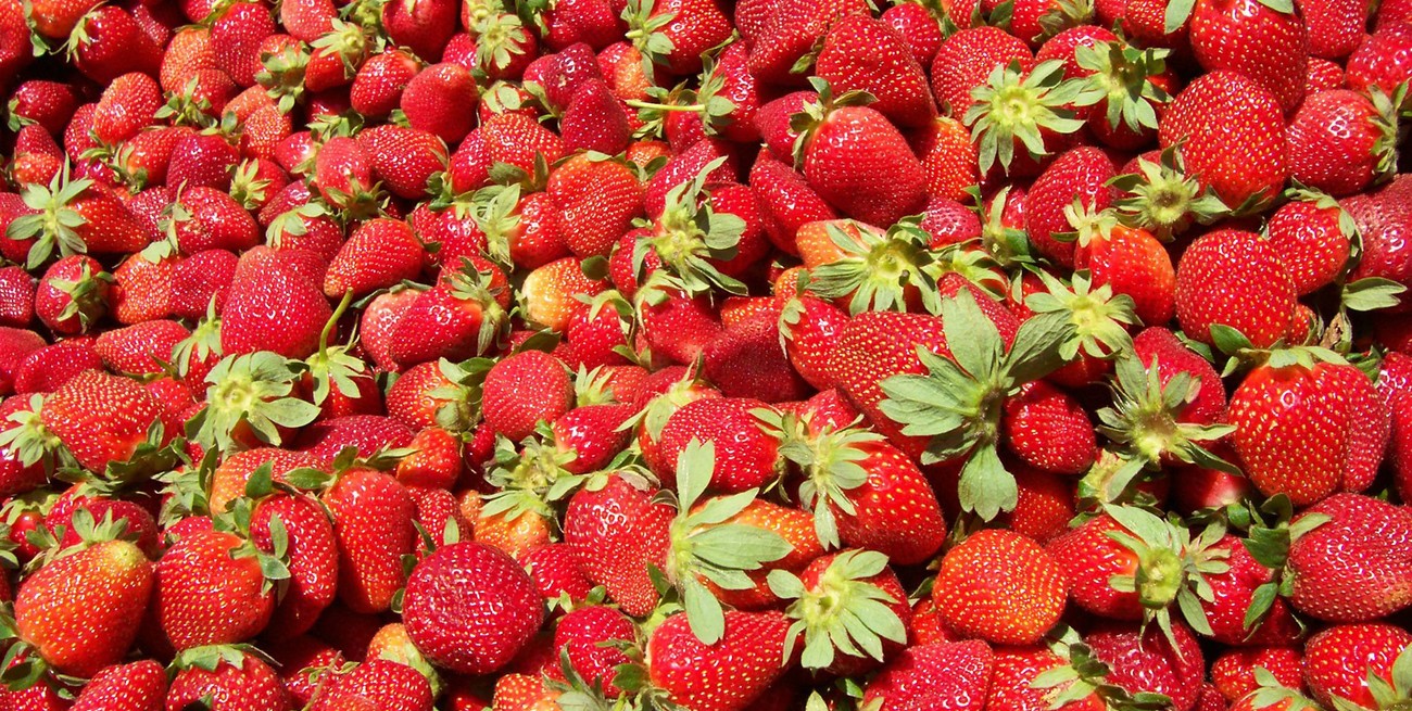 Las quintas de frutillas de Coronda producirán este año entre 40 y 50 hectáreas menos