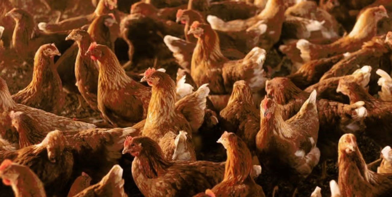 "Libres de jaula": Gallinas felices y huevos premium que ganan mercados locales y extranjeros