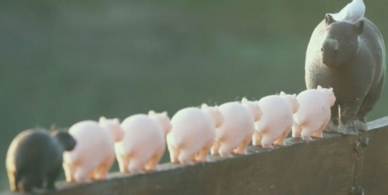 Muestra "Mi querida Santa Fe, el humedal donde nací"