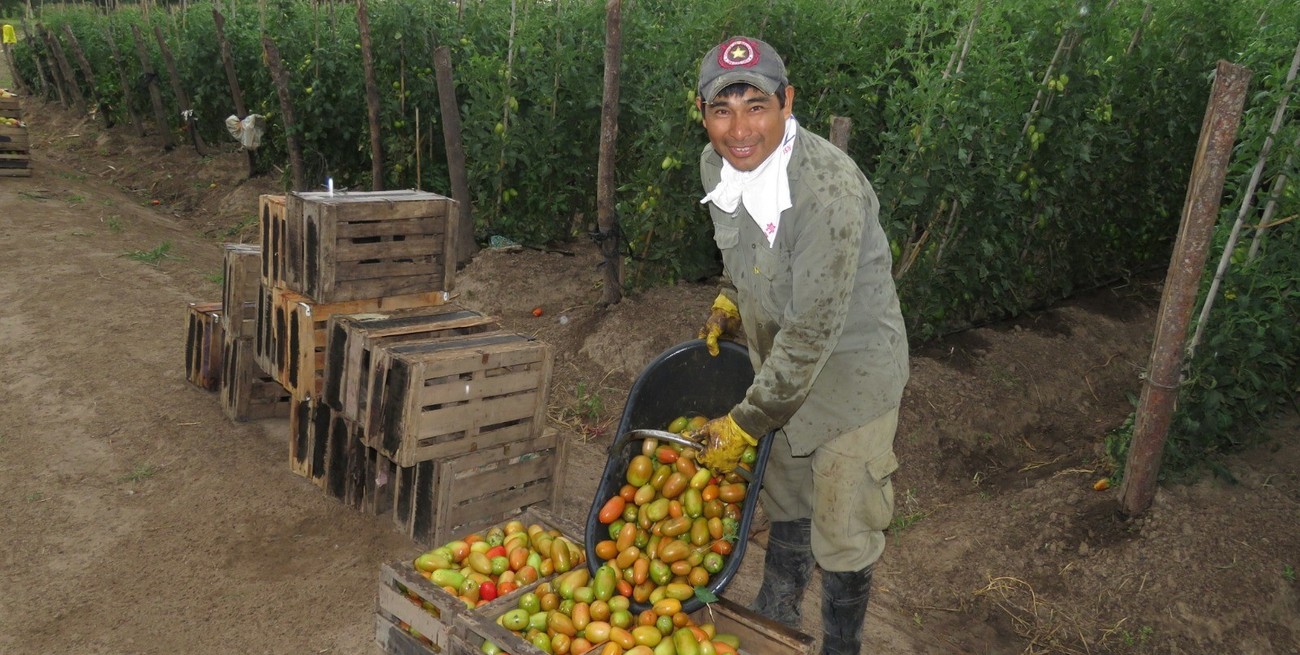 "Se transformó el perfil de la producción local", aseguran en Santa Fe sobre frutas y verduras