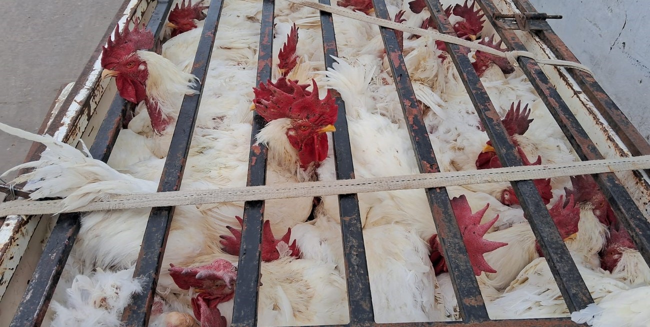 Una mujer ofrecía en Gálvez la venta de gallos que habían sido robados un día antes