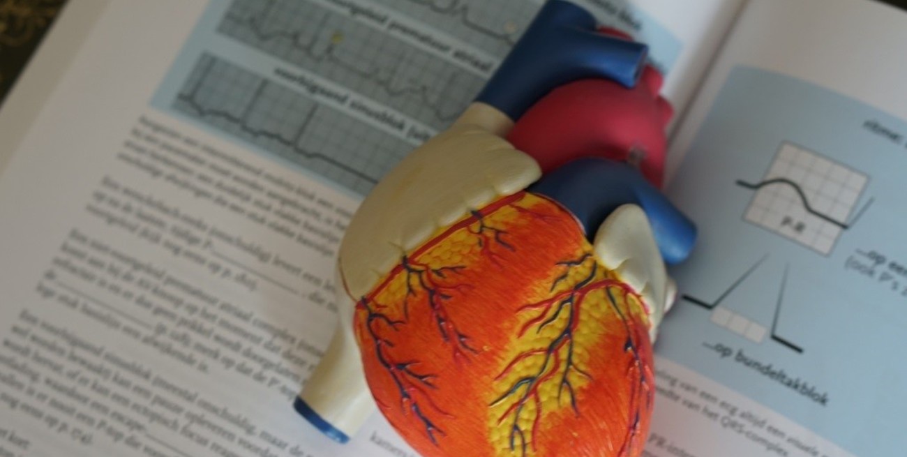 La oxitocina, la "hormona del amor", cumple un rol clave en la recuperación del corazón