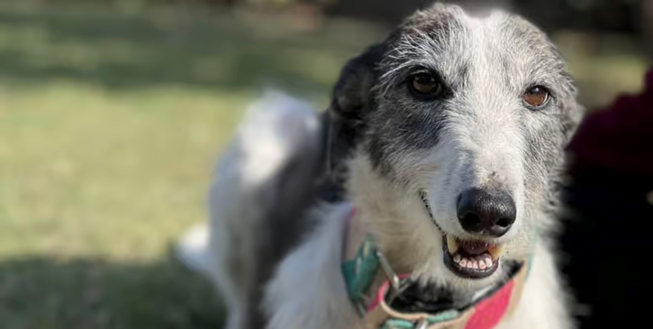 La perra rescatada en Arequito podrá viajar a La Plata, donde será adoptada