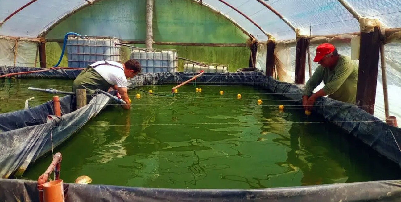 Le encontraron la vuelta: crían peces de zonas templadas en el invierno santafesino