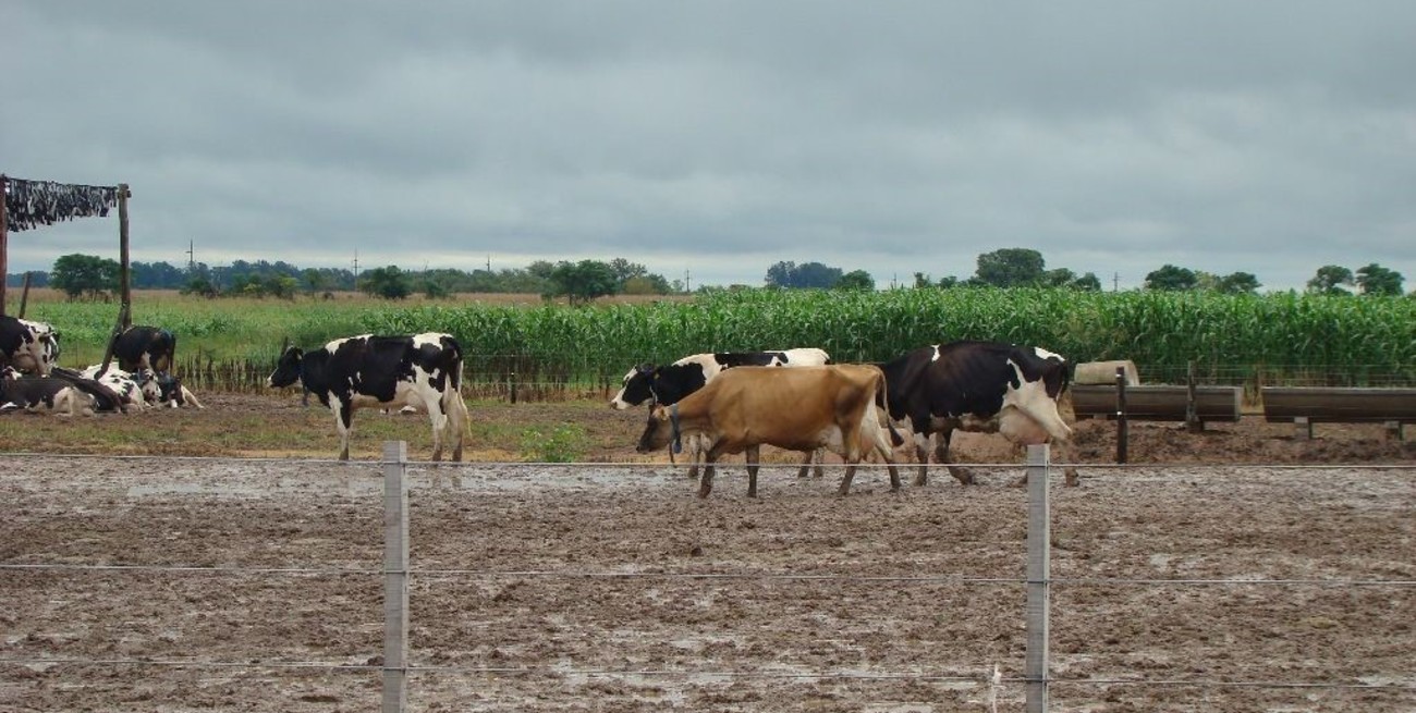 Tras el cierre del tambo en Rafaela, INTA aclaró que la evaluación de animales cruza seguirá en otra unidad
