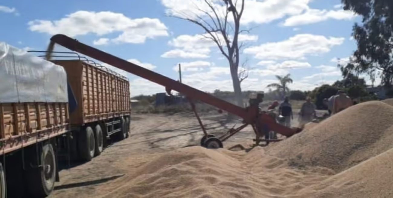 Lo sorprendieron trillando el campo de soja a su vecino: el robo supera los 200 millones de pesos