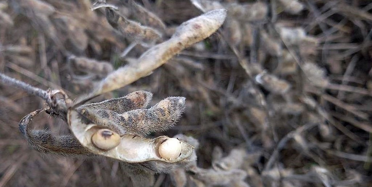 Terminó la cosecha de soja de primera en la provincia de Santa Fe