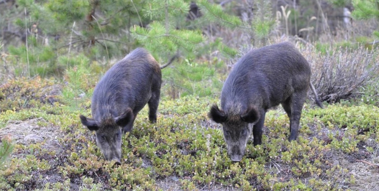 Preocupa una invasión de "superchanchos" en Canadá