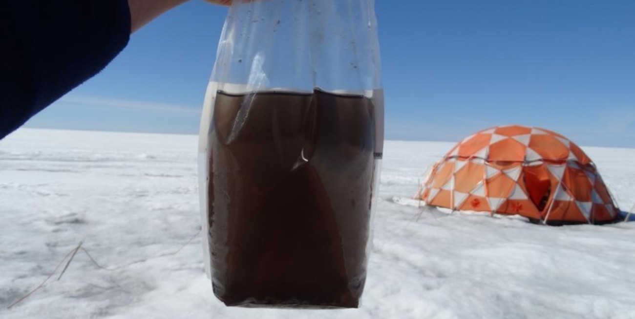 Hallaron virus gigantes en el hielo de Groenlandia