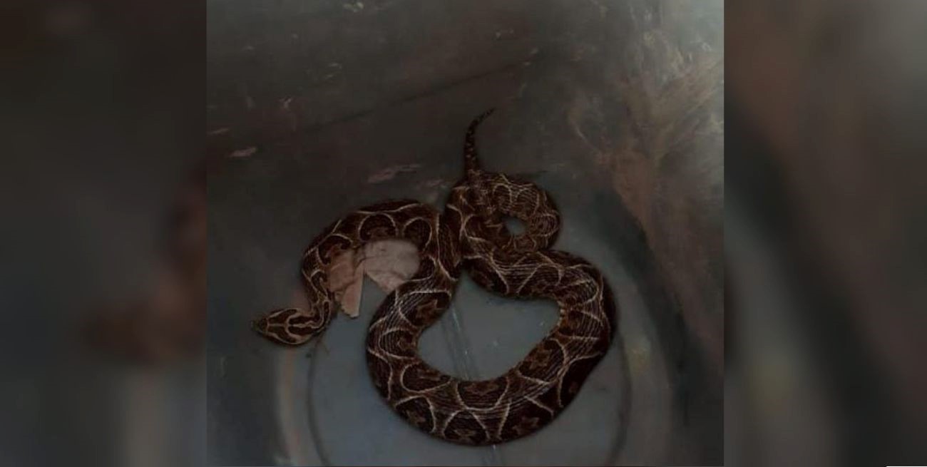 Hallan una yarará en la costanera santafesina