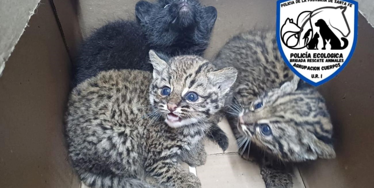 Rescate de tres ejemplares de gato montés en Santa Fe