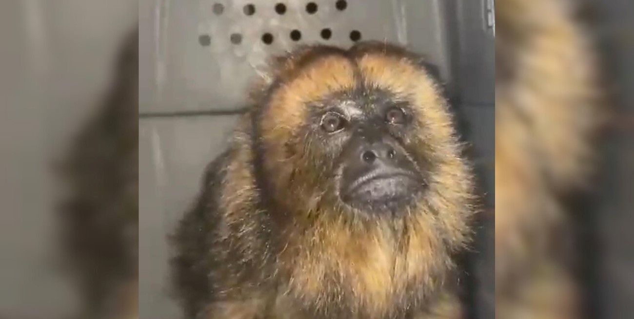 Video: rescataron una mona carayá cautiva en un circo en Córdoba