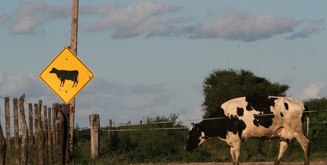 Robaron dos terneros en un campo de Venado Tuerto