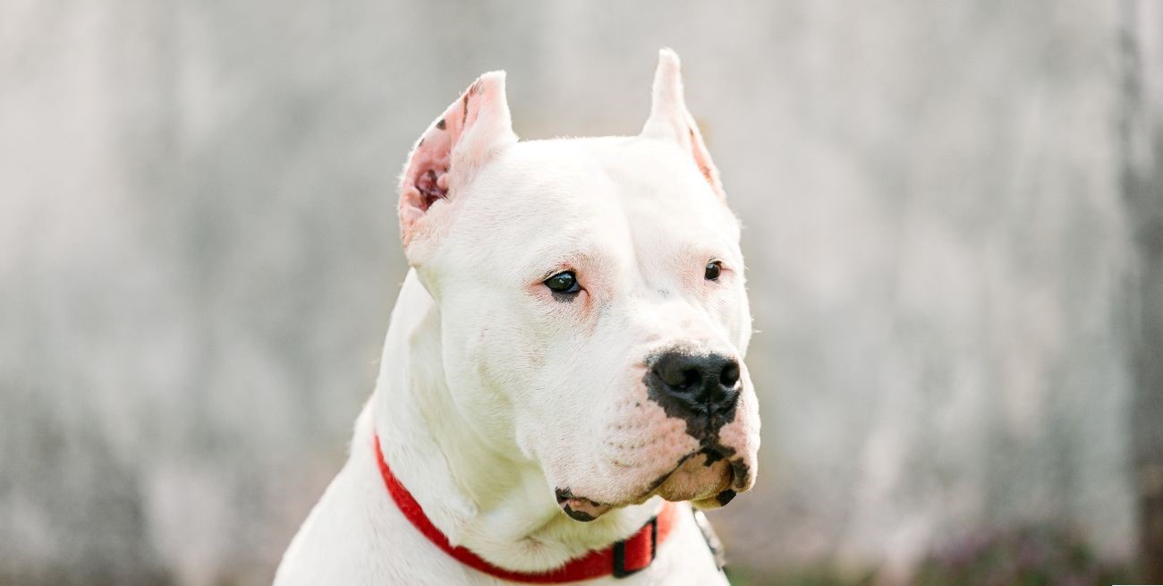 Una niña de 8 años fue gravemente herida por el perro de la familia en Córdoba
