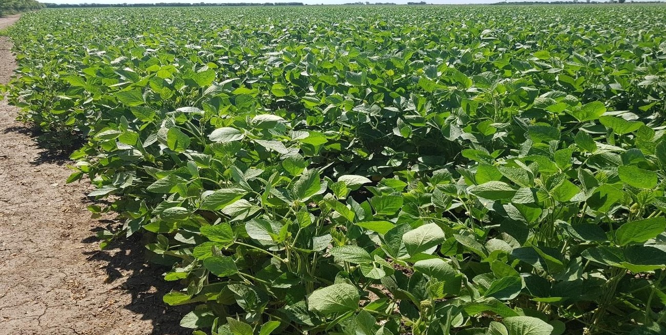 Retenciones: a cuánto bajan en los principales cultivos del país 