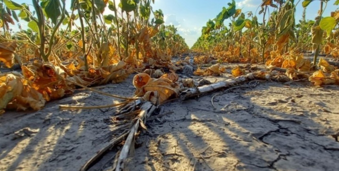 El desafío de combatir la desertificación en la Argentina: "Las legislaciones sobre el tema tienen que ser un documento vivo"