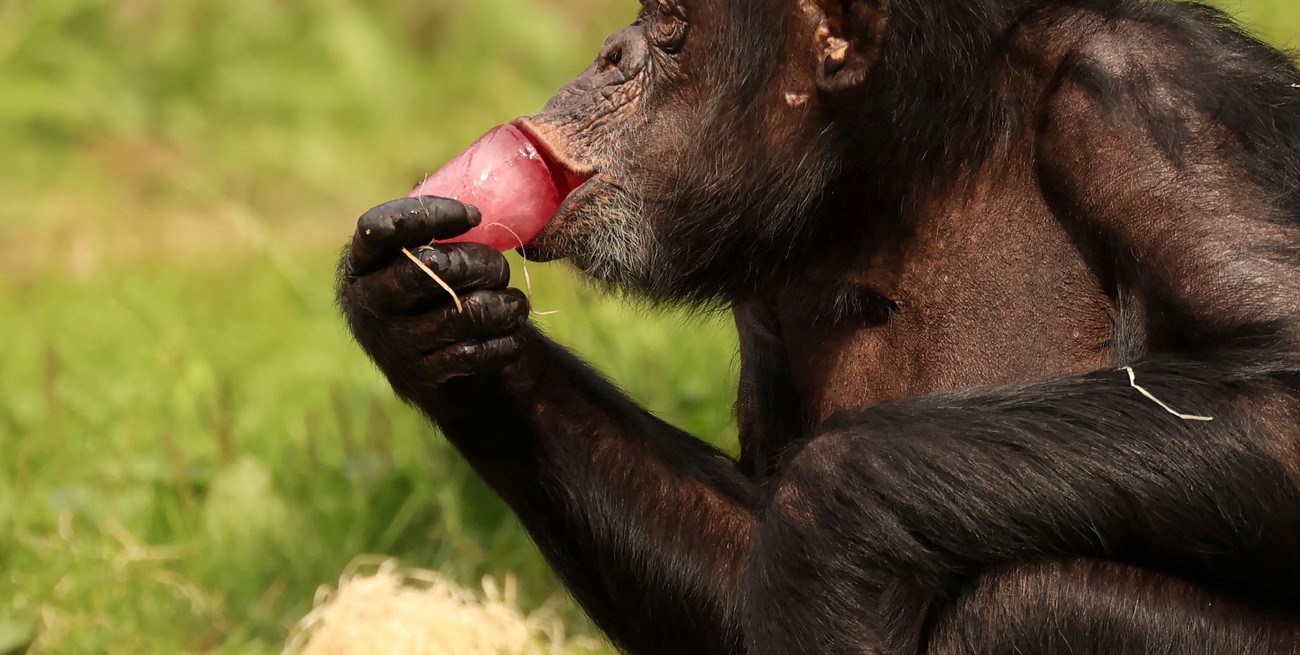 Chimpancés se automedican con plantas medicinales del bosque