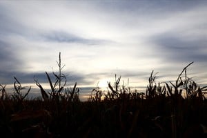 El valor agregado del sector agricultura, ganadería, caza y silvicultura tuvo un aumento interanual del 10,2 %. Crédito: Reuters/Matias Baglietto