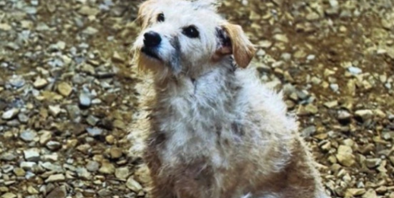 De callejero a estrella de Hollywood: la historia del perrito de La Casa del Dragón