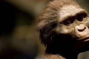 Las representaciones populares de Lucy tienden a cubrirla con un espeso pelaje marrón rojizo. Crédito: Dave Einsel/Getty Images