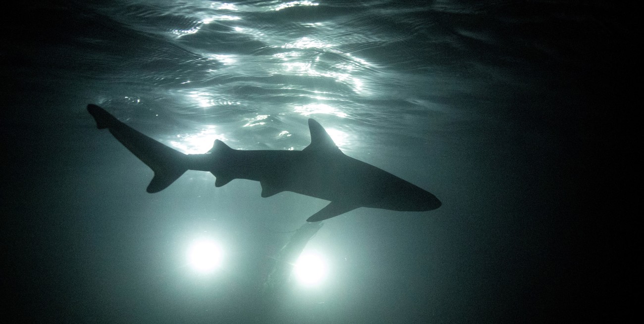 Advierten que los tiburones están aprendiendo a depredar cerca de los barcos