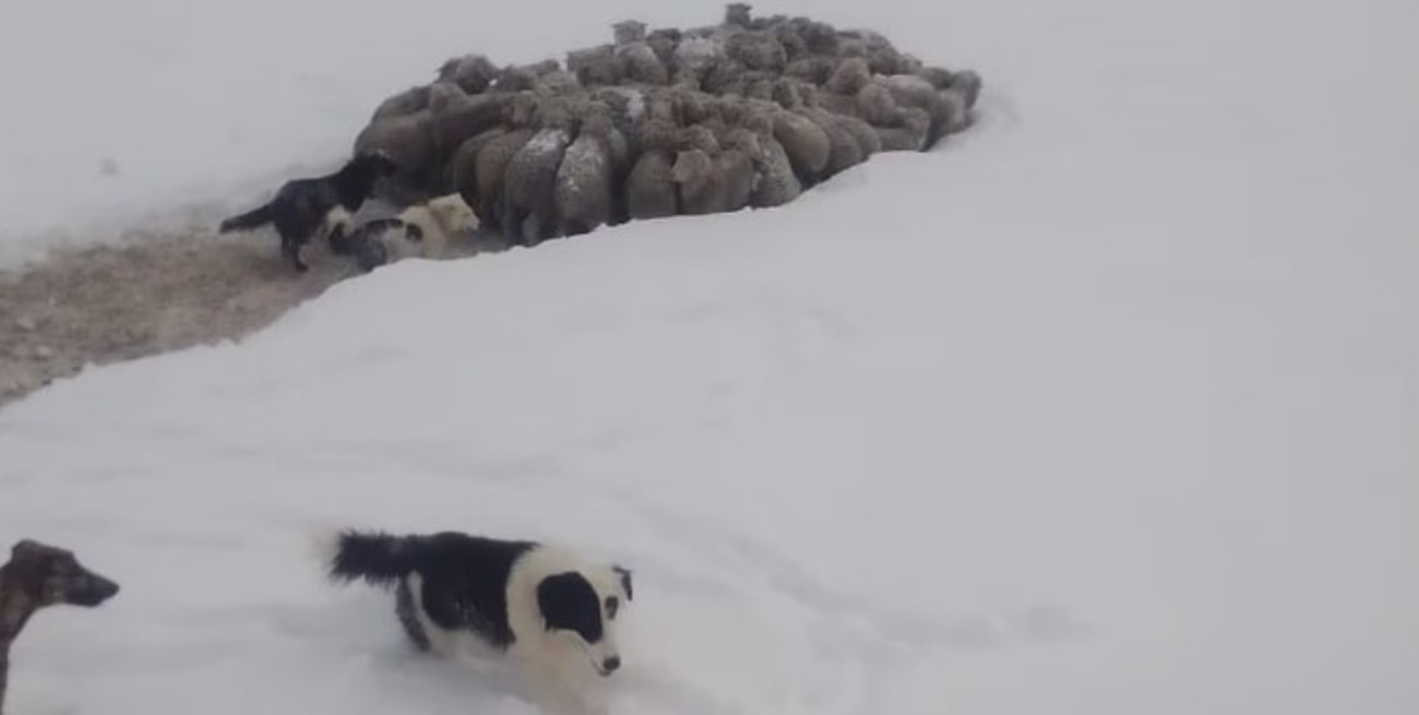 "Tenemos las horas contadas": productores patagónicos piden ayuda para el ganado