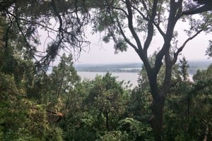 “Un bosque no es un conjunto de árboles, sino que es un ecosistema, y no solo por la fauna, sino también por la flora”, afirma Alberto De Magistris, director del museo MagNa. Imagen ilustrativa