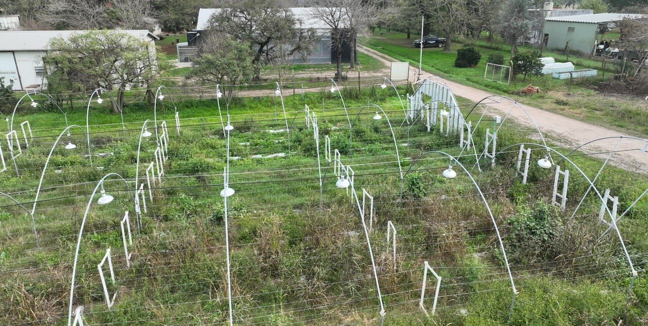 Qué pasó con la producción provincial de cannabis medicinal en Monte Vera