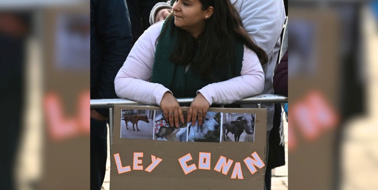 Diputados comenzará a debatir la Ley Conan: de qué se trata este proyecto contra el maltrato animal