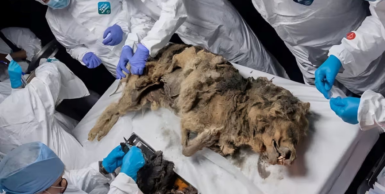 Hacen autopsia a lobo de 44.000 años congelado en permafrost