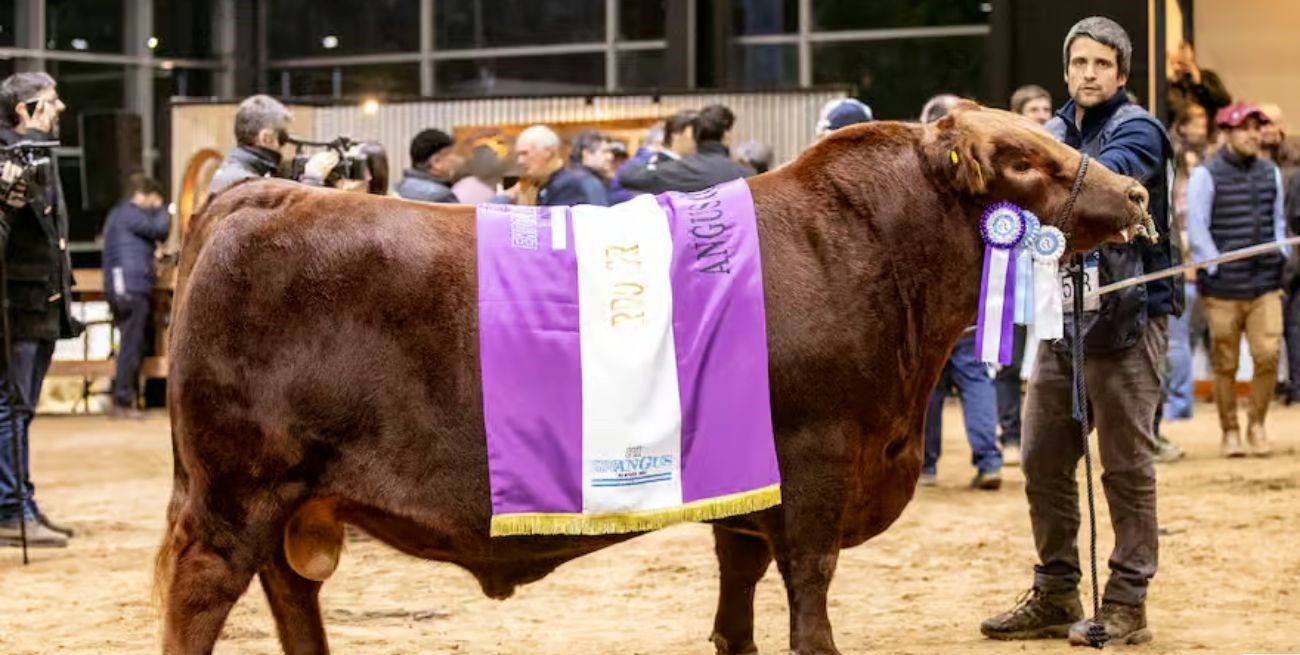 Venadenses compraron un toro Angus por $ 132 millones: un "hito" para la ganadería argentina