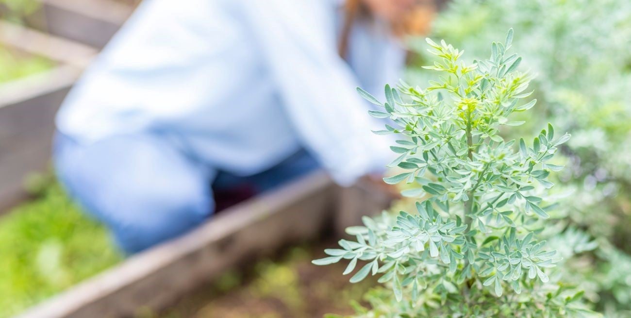 Dónde colocar tu planta de ruda para atraer dinero según el Feng Shui