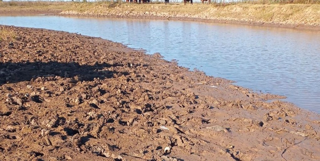 Video: faenan vacunos frente a la costanera de Coronda y venden la carne por redes sociales