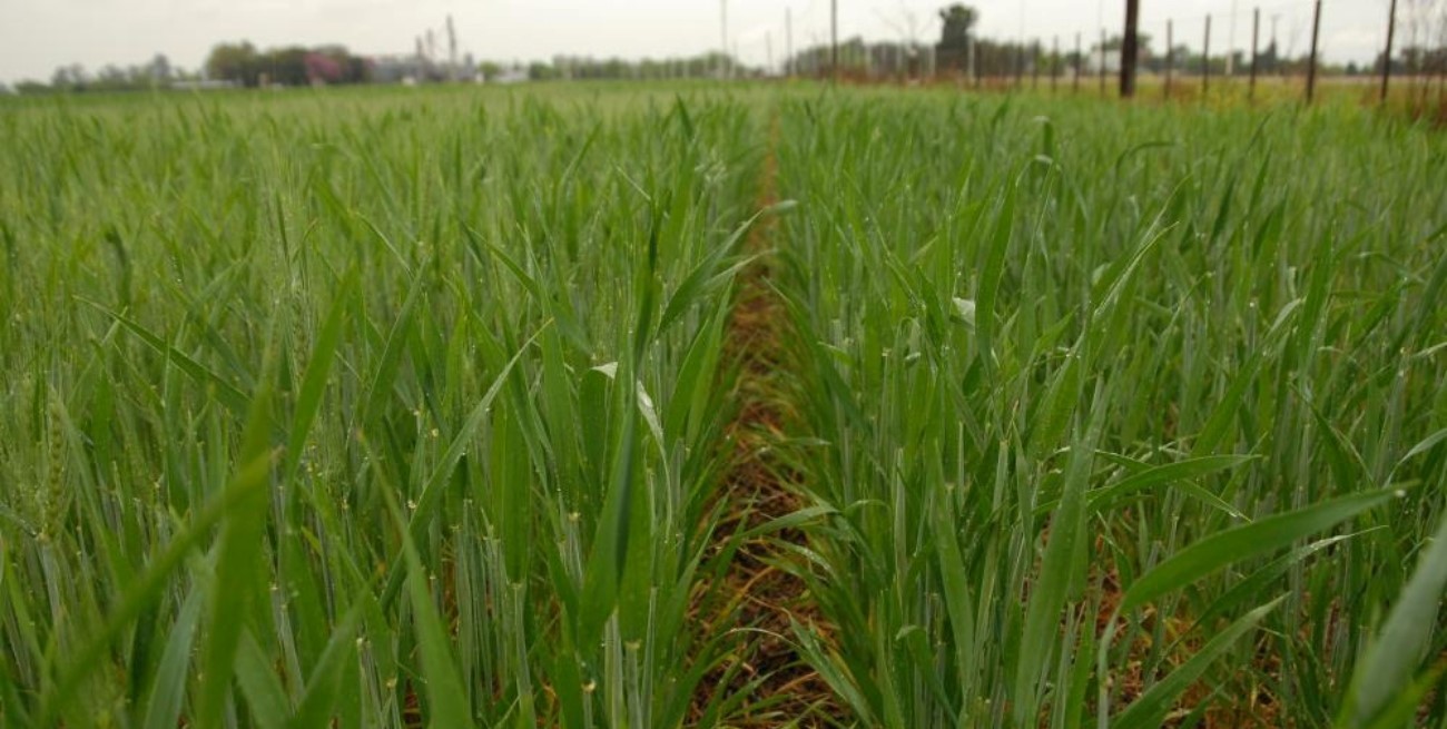 El 95% de los trigales del centro-norte santafesino muestra condiciones óptimas